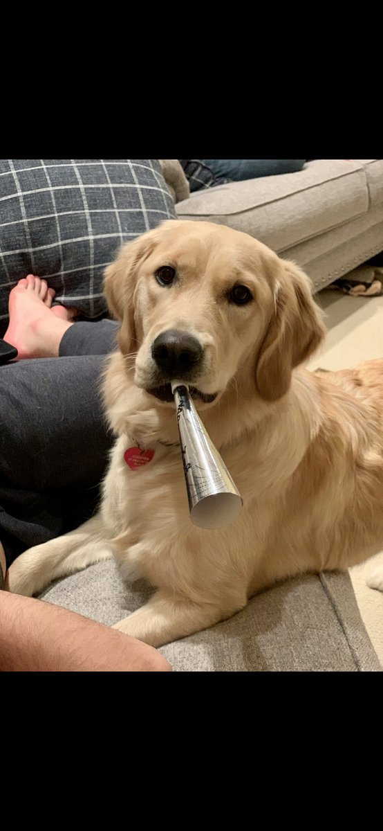 davidbarthel1's tweet image. Golden’s default setting is sweet, loyal, loving, protective and kind.  I wish you all of these things in 2022.  Happy New Year!