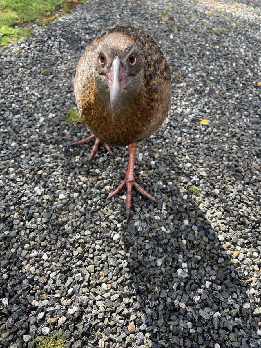 birdsiveiw's tweet photo. My #Weka friend was hungry #westcoast #weka #nzbirds #imetthisbird https://t.co/nmls1AhMVv