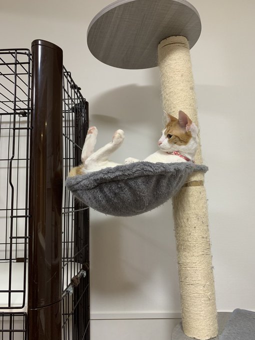 Twitterのコスプレ画像13