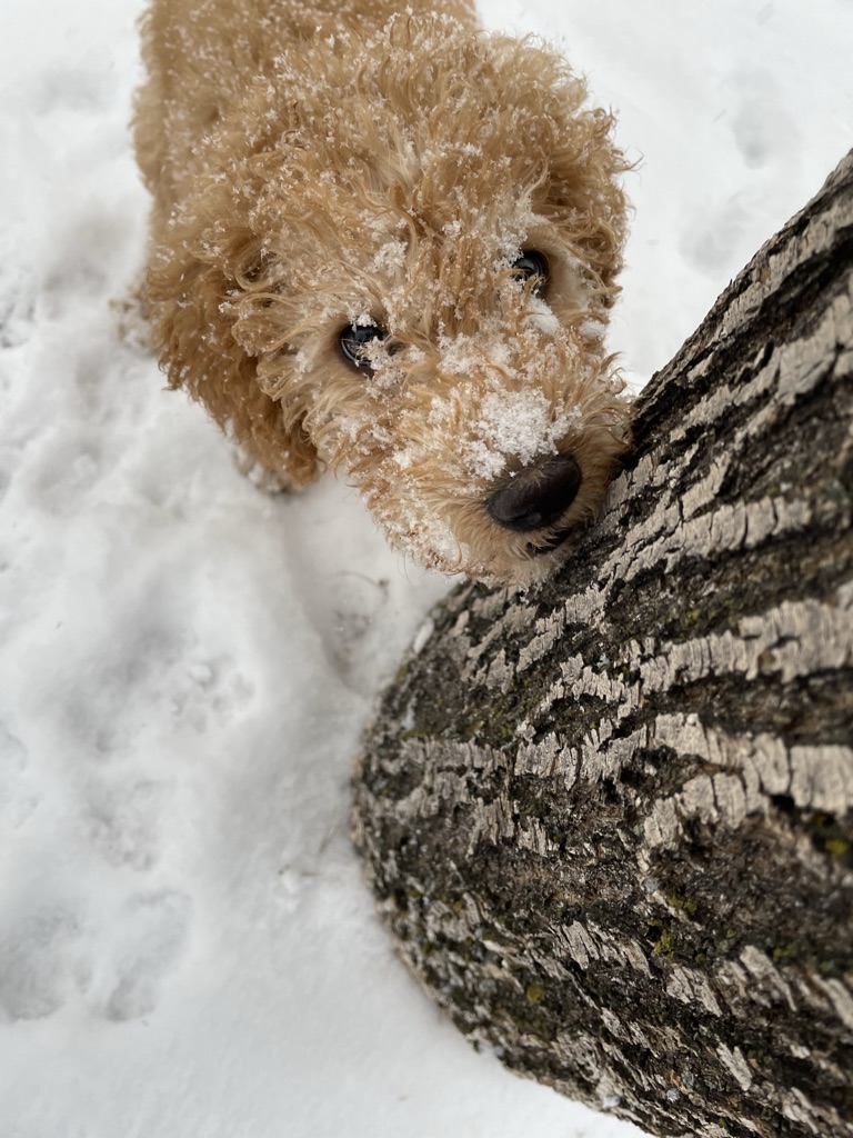 dgoodkin's tweet photo. This cute #DogsOfFreeBSD wanted to let you know that we have < 6 hours to meet our 2021 fundraising goal. Please consider making a donation by going to https://t.co/K69O62go3f. PS, the donor page has switched over to 2022 and we'll fix that when we are back in the office. https://t.co/GoCHRg2G9F