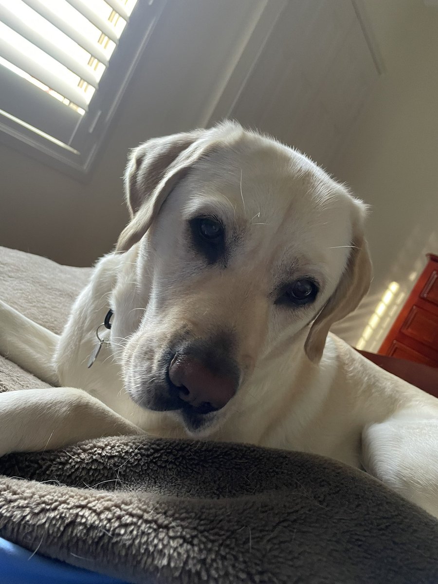 Happy New Year #quinnellafernhill #therapydogs #dogsofDoE