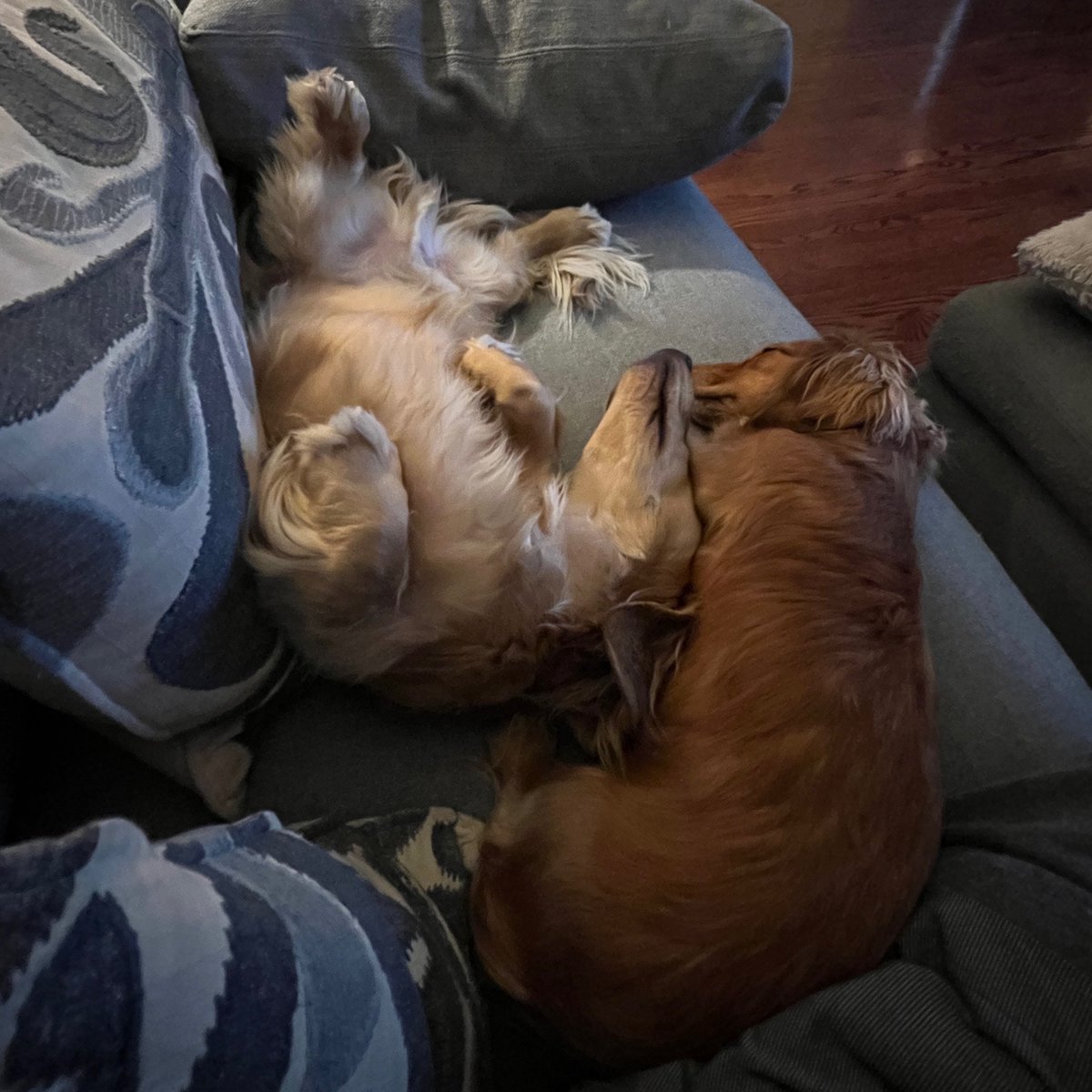 walter_fergus's tweet photo. Walter and Sydney the #dachshunds are chill-together besties! #hootdogs https://t.co/BtItoaoA5Z