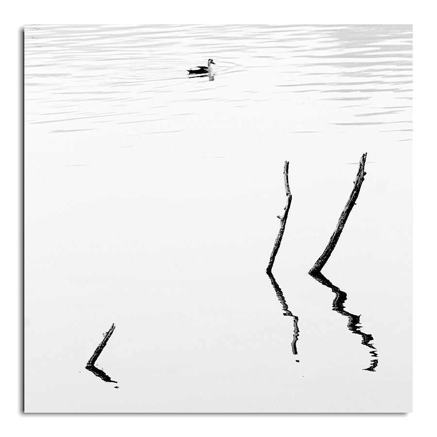 psinghdoc's tweet photo. Above the surface, be calm and unruffled
Below the surface, paddle like hell
#BELIKEADUCK
#duck #deerpark #earlymorning #hauskhas #calmabove #paddlelikehell https://t.co/CfR7AREYOr