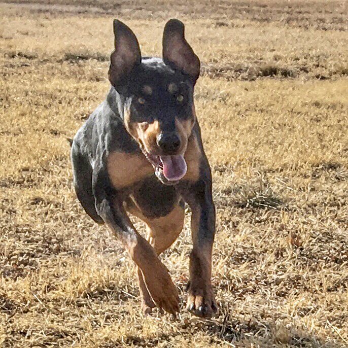 PapaDobie's tweet image. Try-Paw Loco-Motive…
Vigor in motion… love this girl 
Bonita… #dobermanrescue #highdesertdobermanrescue