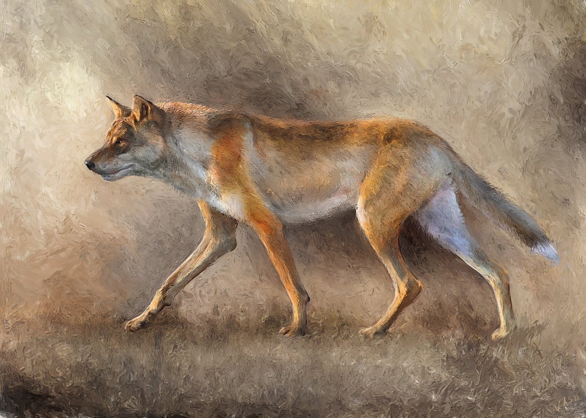 Canis (Xenocyon) falconeri. 
"Cave canem! The earliest Canis (Xenocyon) (Canidae, Mammalia) of Europe: Taxonomic affinities and paleoecology of the fossil wild dogs" Quaternary Science Reviews 276 (2022).
sciencedirect.com/.../pii/S02773…...