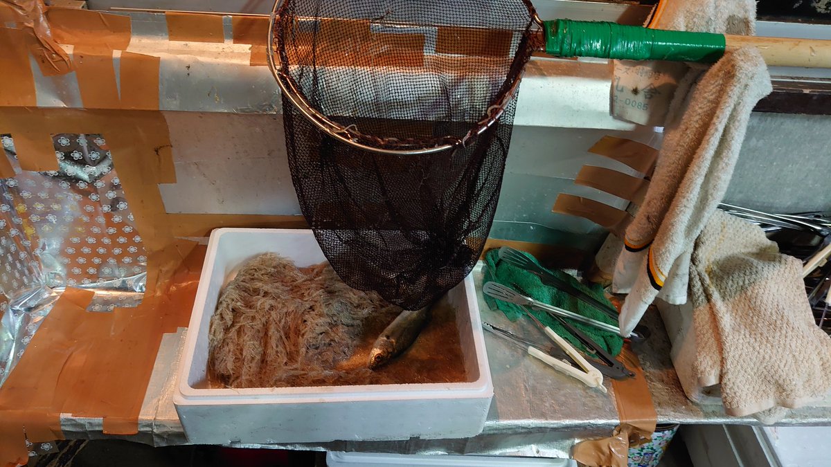 sumihakotai's tweet photo. 食べ過ぎ注意( *´艸｀)w
#四手網小屋  #岡山 #アミエビ #セイゴ https://t.co/0BqXN6Zb5i