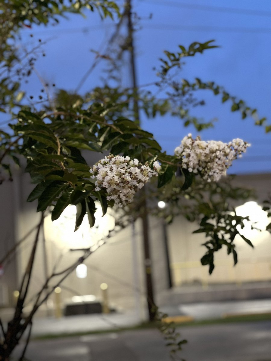 You know you live in Southeast Texas when crepe myrtles are blooming in December… #SETXwx