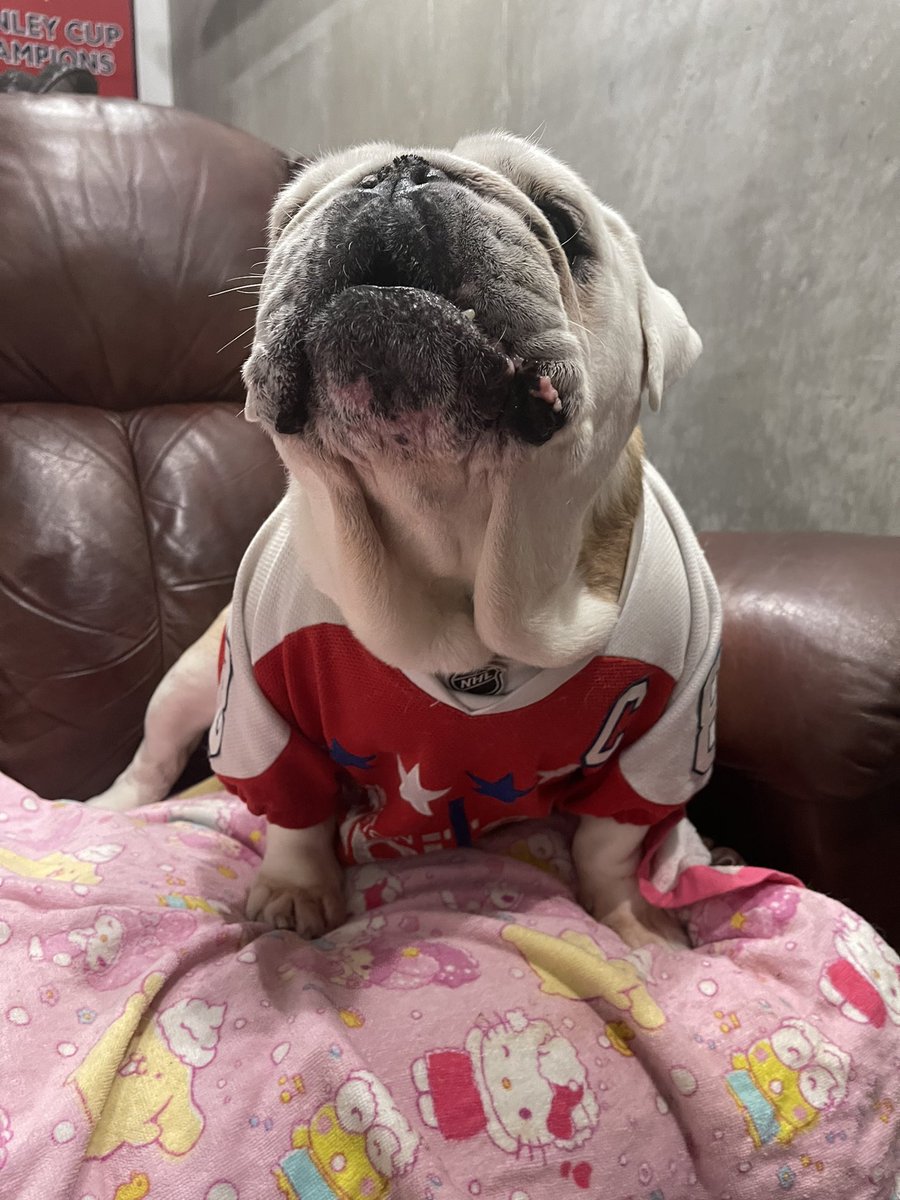 SaffyBean's tweet photo. In honor of my brother .@OvietheBulldog I carry the torch… just like he taught me
IT’S HOCKEY O’CLOCK! #ALLCAPS #ROCKTHERED #GAMEFACE #CoachSaffyBean #LETSGOCAPS #CapsBulldog #CapitalsBulldog #RIP to the OG Ovie ❤️🐾 https://t.co/P3I25rYVHb