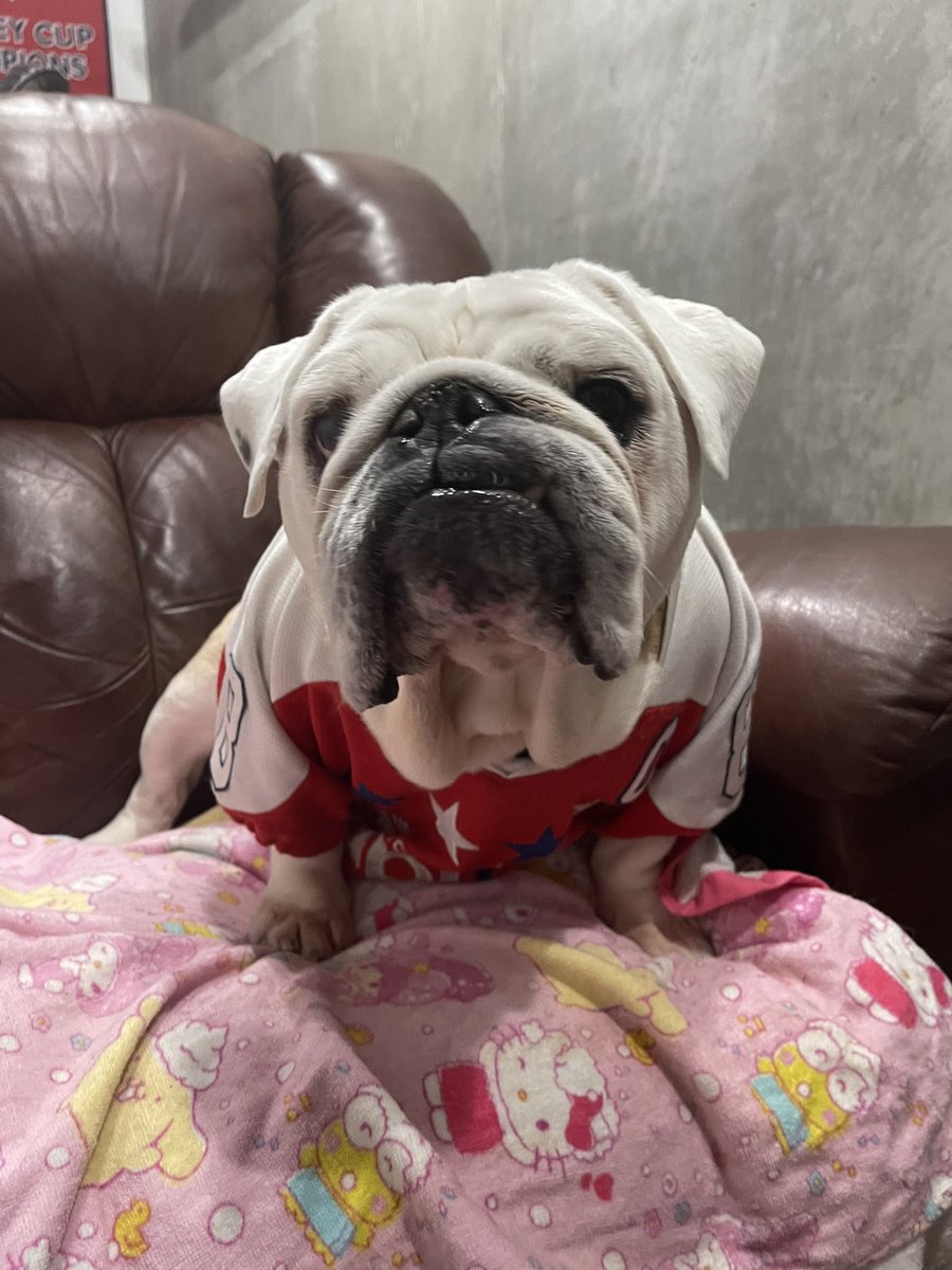 SaffyBean's tweet photo. In honor of my brother .@OvietheBulldog I carry the torch… just like he taught me
IT’S HOCKEY O’CLOCK! #ALLCAPS #ROCKTHERED #GAMEFACE #CoachSaffyBean #LETSGOCAPS #CapsBulldog #CapitalsBulldog #RIP to the OG Ovie ❤️🐾 https://t.co/P3I25rYVHb
