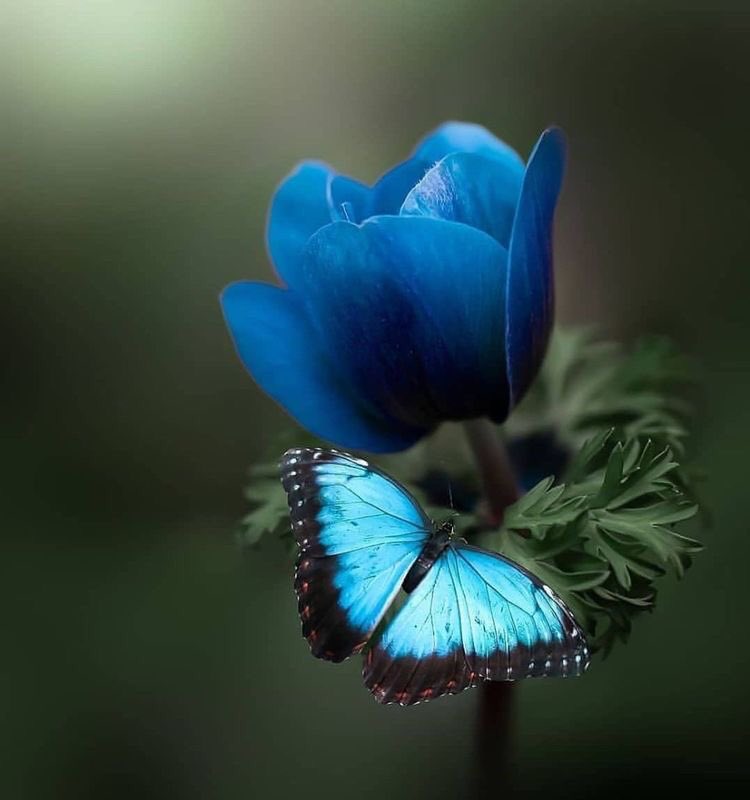 🌹مريم العيد🌹🦋🍒 (@yqo123) on Twitter photo 