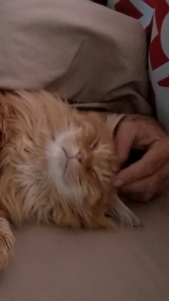 CoonOrange's tweet photo. Just wanted to send a Smile https://t.co/K8YuoNqIpq