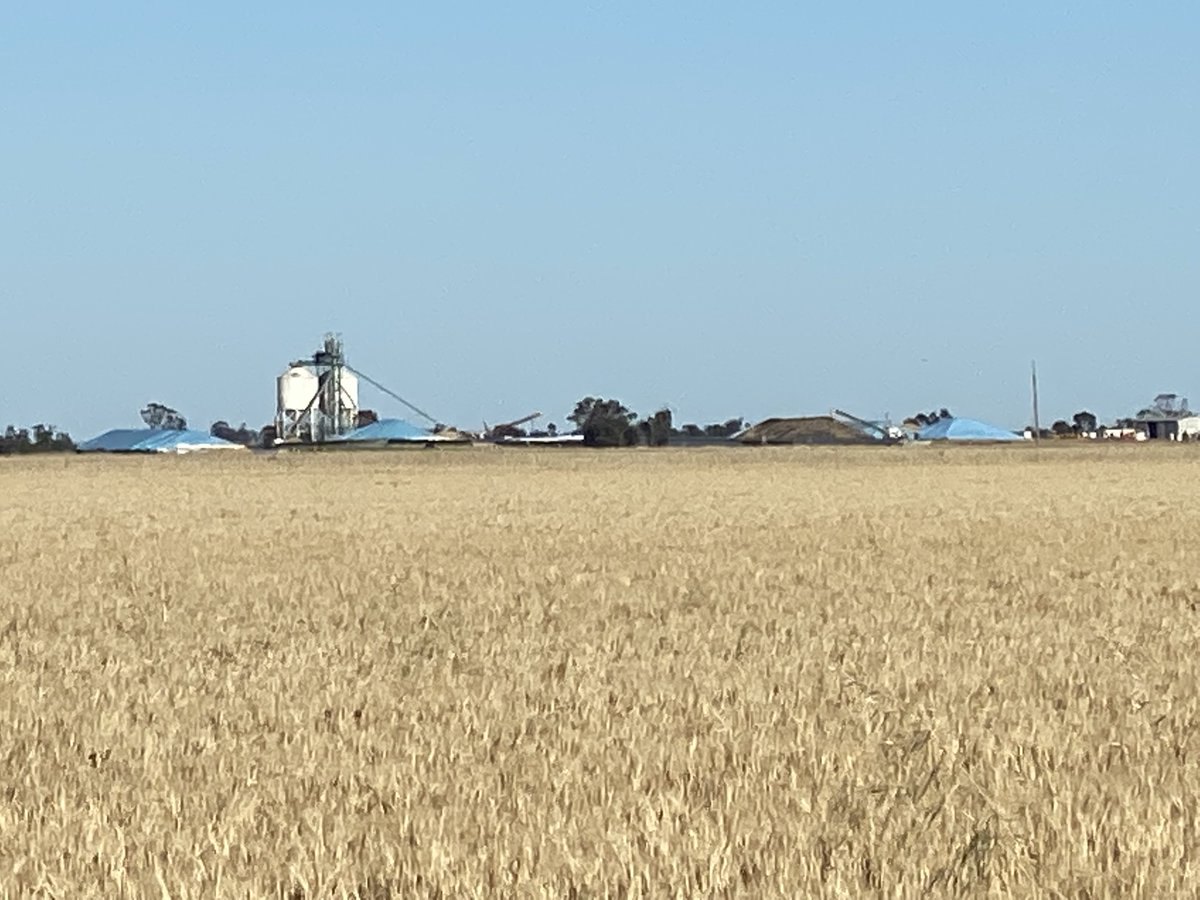 CargillAUS's tweet image. Great day to load trains at our #grainFlow site at #seaLake with #barley
#grains #barley #harvest21 #agtwitter