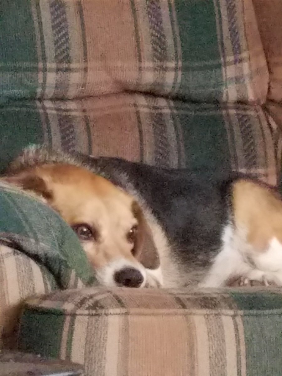 Megja25's tweet photo. @BearBertthe Goodnight sweet Bert. Please tell my Trigger how much I miss him. https://t.co/C9d9uWP9kH