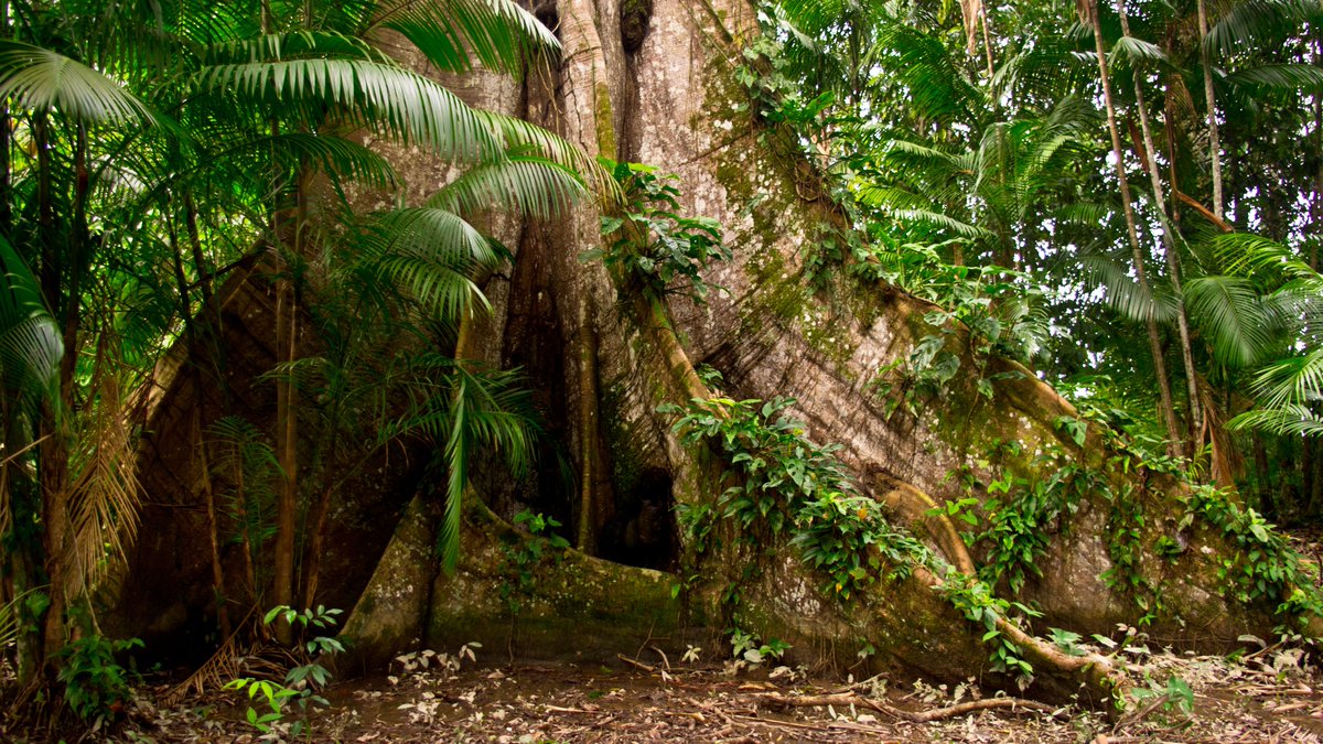 RainforestUS's tweet image. Another New Year’s resolution to add to your list: Protect rainforests.

By committing to donate any amount, no matter how small, you give our indigenous partners constant support for forest-saving programs.

Don’t let this resolution fall to the wayside!

rainforestfoundation.org/donate/