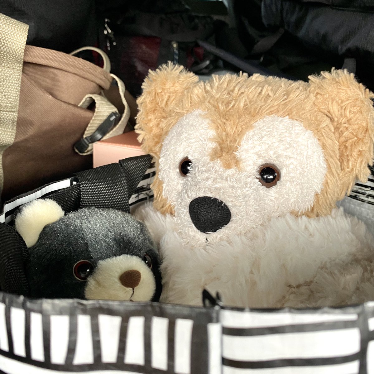 narezushiblog's tweet photo. おはようございます❣️
おでかけ🚙めんちゃん🐻💓

…背景キャンプ道具ごちゃでごめんなさい😂
#ぬい撮り #potte #sunarrow 
#duffy https://t.co/YbUpZprlRC
