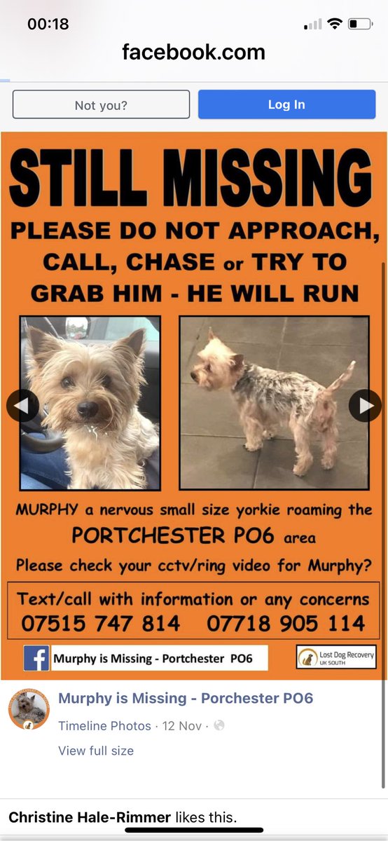 @RecoveryDog @SAMPAuk_ @MissingPetsUK @DogLostUK @Harveysarmy1 @LostDogAlertUK @HunnyJax @Dogs_Today @sar_dogs 🆘 Have you seen #Yorkie MURPHY? Missing in #Portchester #PO6 #Hants