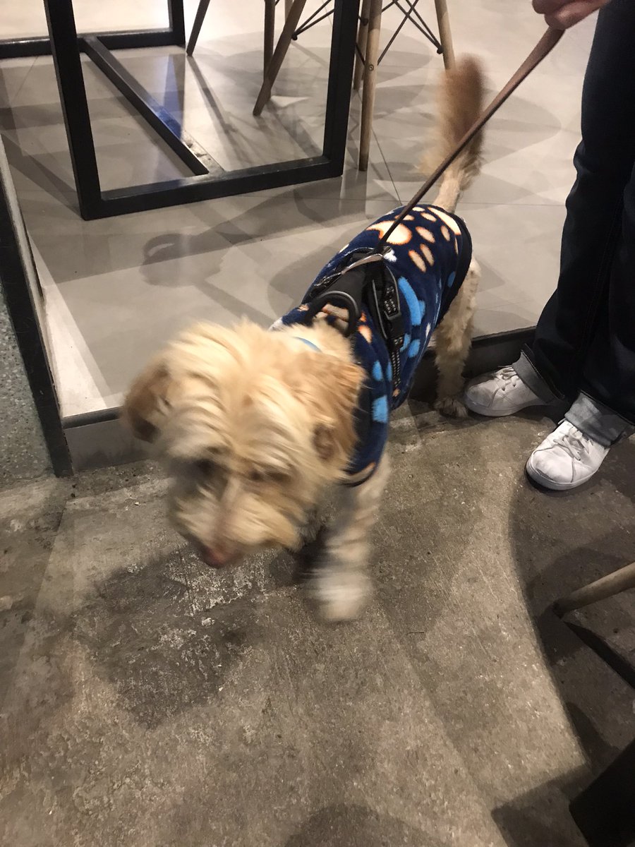 gabichabicha's tweet photo. Una vecina encontró este perrito corriendo en Patricio Sanz y Pilares @En_laDelValle lo tiene Verónica Chávez 5520878488 no trae placa, solo collar azul y suéter de huellas @MascotasSismo @PrrosPerdidosMX @Perrosenlacalle @por_perros @MascotaCoyoacan @UribeMerle RT 🙏🏽 https://t.co/qKCvwZy3iI