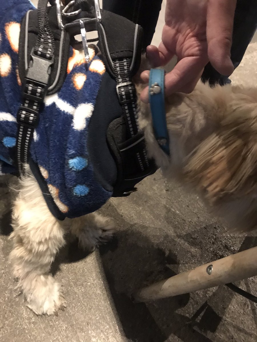 gabichabicha's tweet photo. Una vecina encontró este perrito corriendo en Patricio Sanz y Pilares @En_laDelValle lo tiene Verónica Chávez 5520878488 no trae placa, solo collar azul y suéter de huellas @MascotasSismo @PrrosPerdidosMX @Perrosenlacalle @por_perros @MascotaCoyoacan @UribeMerle RT 🙏🏽 https://t.co/qKCvwZy3iI