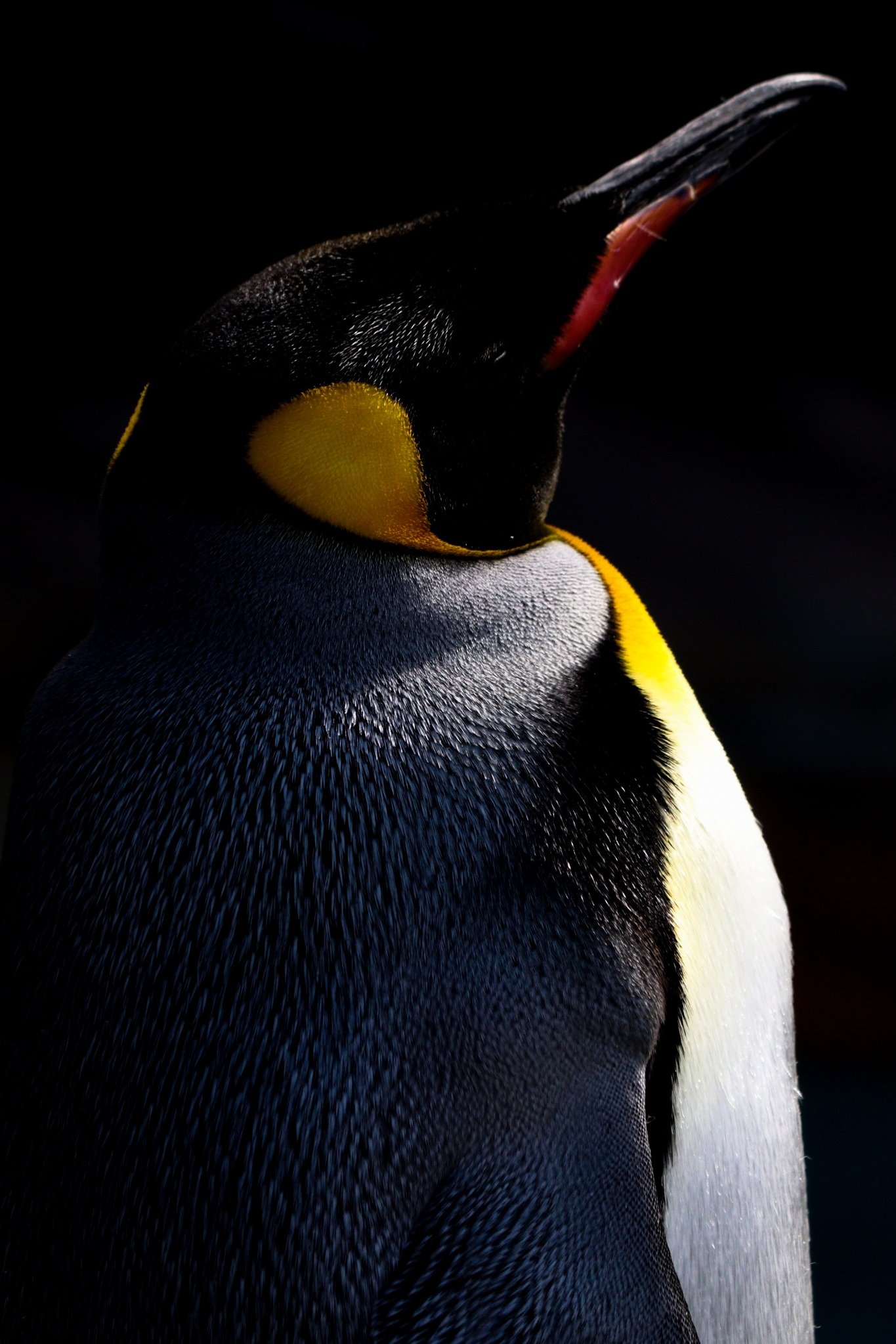 ともじろー 東山動物園のペンギン T Co S3pdl7iv8s Twitter