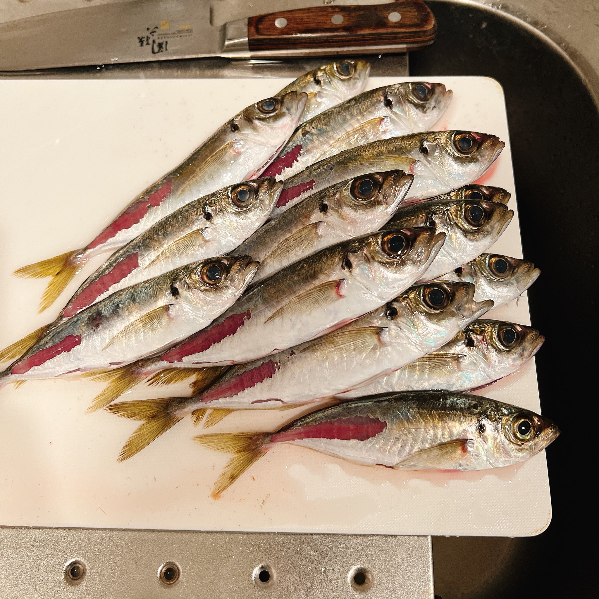 嵯峨賢成 加唐島で頂いた鯵子 下処理終了 大きい鯵子は刺身と塩焼きに 残りは一旦冷凍 アジフライかアヒージョにでも ありがとう石井くん 民宿ゆうすげ 加唐島 猫 T Co Pza100tlae Twitter