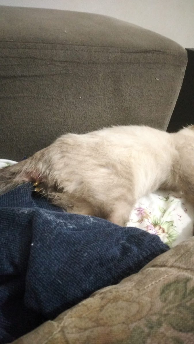 marveloned's tweet photo. o gatinho da minha tia foi estuprado, eu tô muito triste, ela deu uns remedio pra infeções pra ele mas, alguém sabe oque fazer? ela vai tentar ver se consegue um dinheiro pra ir no veterinário mas no momento ela não tem 😔 https://t.co/4SNHcczXrF