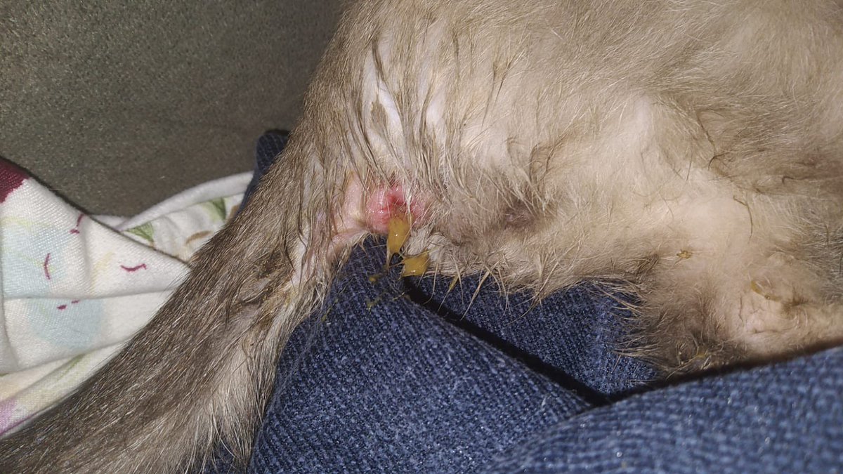 marveloned's tweet photo. o gatinho da minha tia foi estuprado, eu tô muito triste, ela deu uns remedio pra infeções pra ele mas, alguém sabe oque fazer? ela vai tentar ver se consegue um dinheiro pra ir no veterinário mas no momento ela não tem 😔 https://t.co/4SNHcczXrF