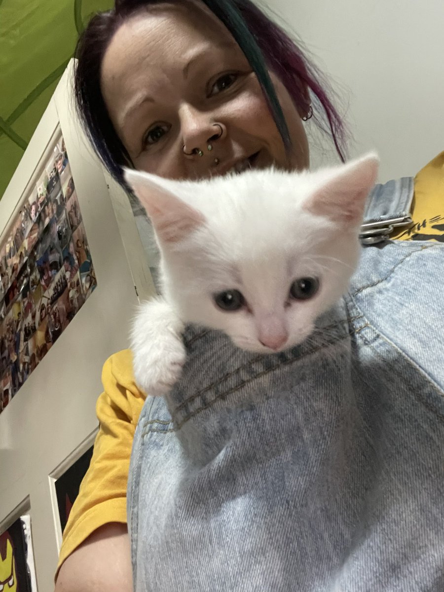 MonsterSquadMum's tweet photo. @Arky_Sparky Zaf’s new little light fury kitten. She’s called her Alin or something like that 😂😂😂 https://t.co/FMOCZZ1Du4