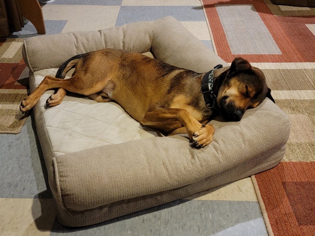 DCzerniakowski's tweet photo. @C2thaL2thaIGG My dog's name is Rosco too 🥰 https://t.co/IJyQCMvqcT