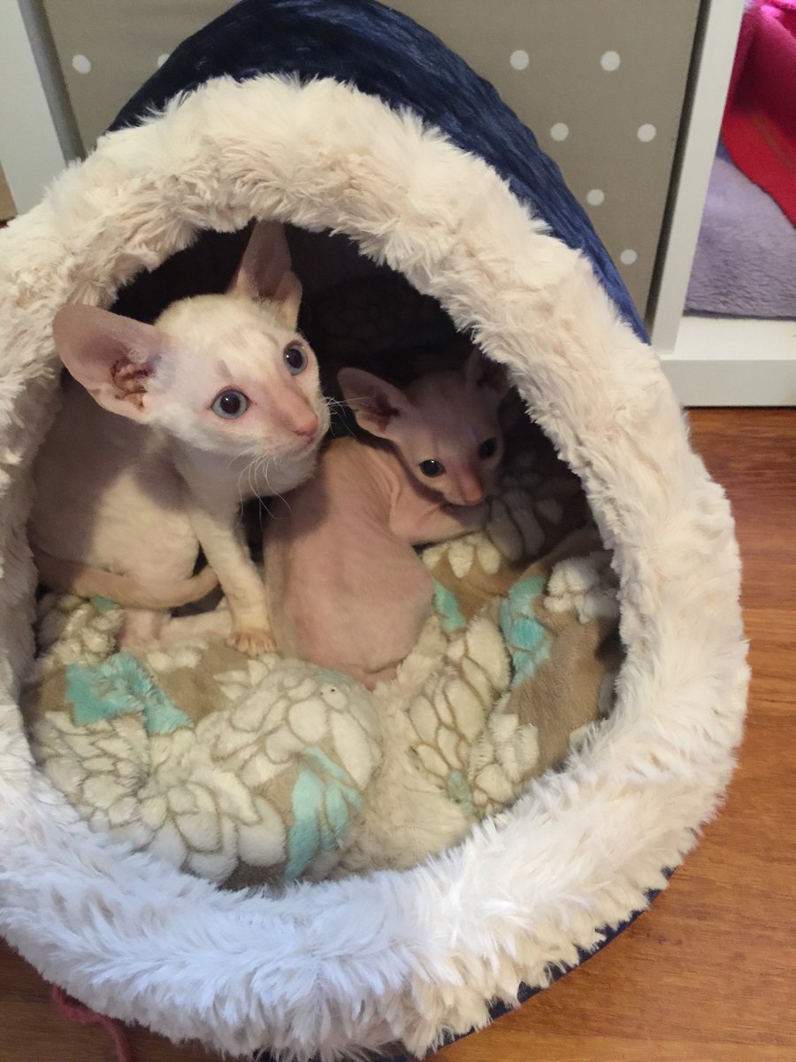 msscarpenter's tweet photo. Happy 2nd Birthday to my two sweet, beautiful boys. These little guys have filled the last two years with so many happy moments and memories and got me through those darker moments. They are pure perfection❤️🎂🎈😻#CatsofTwitter #cat #CornishRex #CornishRexCat #kitten #petlovers https://t.co/29J6tRlRWk