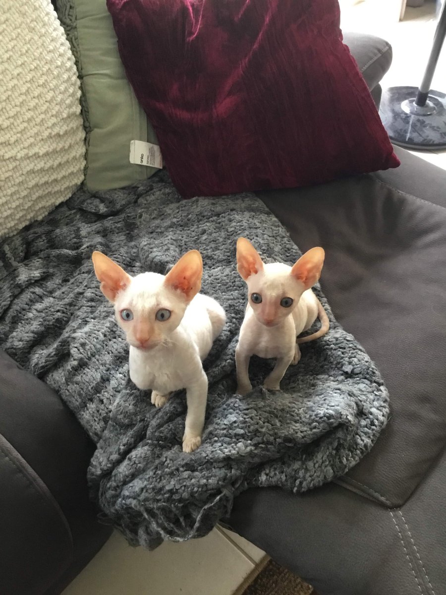 msscarpenter's tweet photo. Happy 2nd Birthday to my two sweet, beautiful boys. These little guys have filled the last two years with so many happy moments and memories and got me through those darker moments. They are pure perfection❤️🎂🎈😻#CatsofTwitter #cat #CornishRex #CornishRexCat #kitten #petlovers https://t.co/29J6tRlRWk