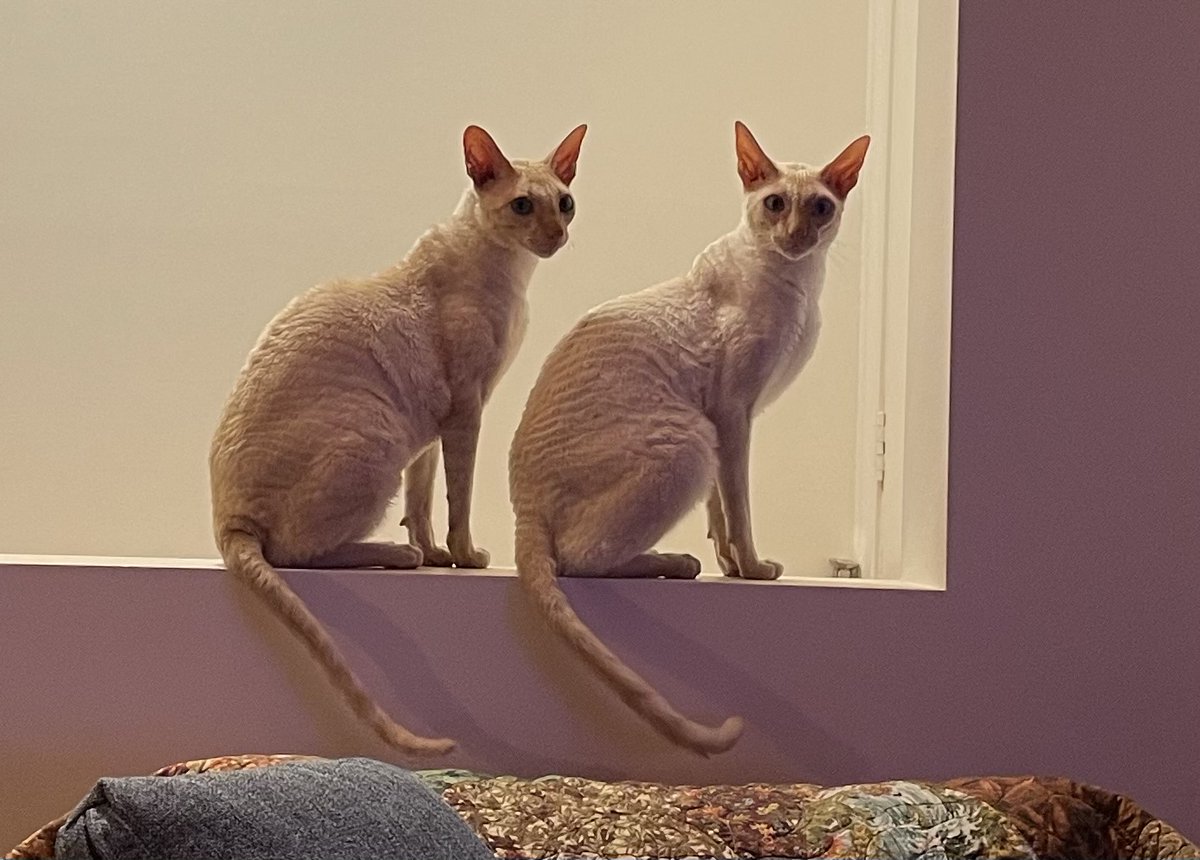 msscarpenter's tweet photo. Happy 2nd Birthday to my two sweet, beautiful boys. These little guys have filled the last two years with so many happy moments and memories and got me through those darker moments. They are pure perfection❤️🎂🎈😻#CatsofTwitter #cat #CornishRex #CornishRexCat #kitten #petlovers https://t.co/29J6tRlRWk