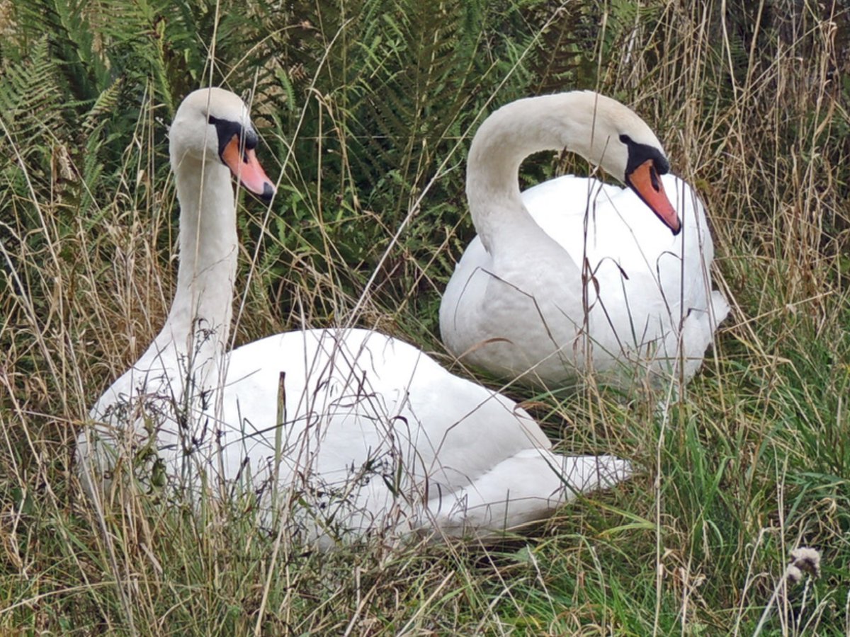 HowietounS's tweet photo. We are delighted to announce the launch of our website to be found at https://t.co/TtEtahhsht as we strive to restore this Heritage Site in tandem with protecting and enhancing nature‘s habitats. Thank you for your interest and support! https://t.co/zHSATU6Co0