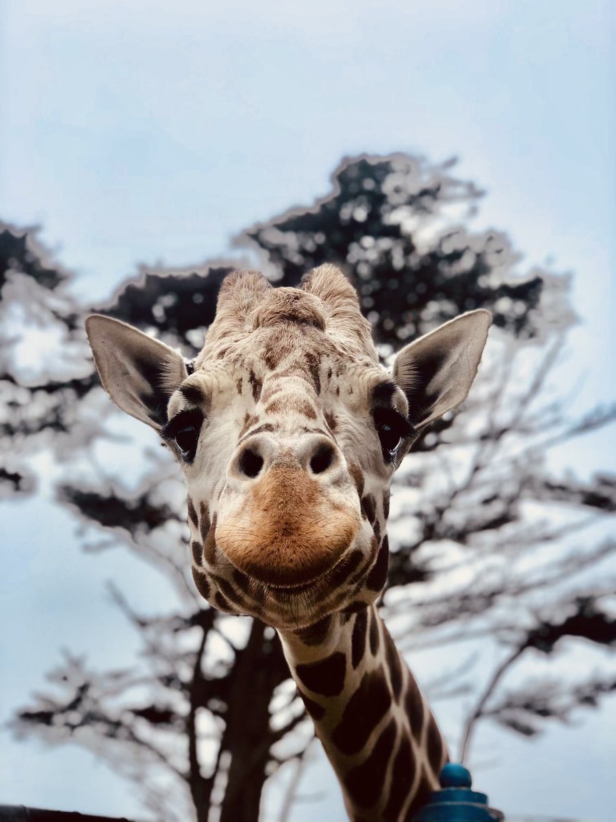 As a special thank you to our members, reservations to visit us are being waived from 1/3 to 2/28! During this time, members with valid membership may come to #SFZoo at any time by showing their membership card at the Gatehouse. We appreciate you, &amp; wish you a Happy New Year 🎆