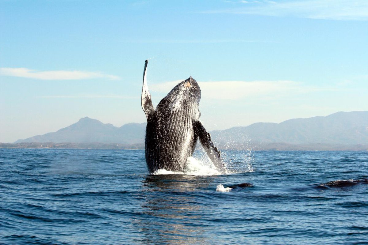 Whale watching is a must-do when visiting Los Cabos during the winter months. 🐋