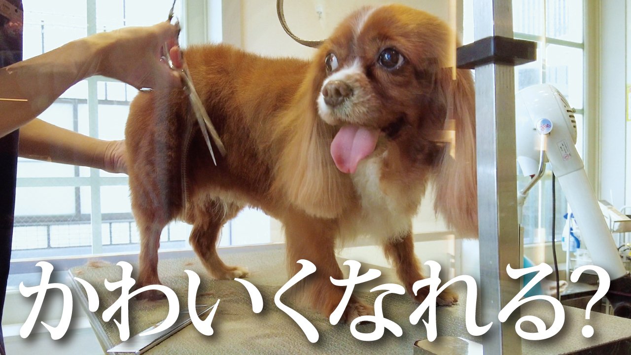 キャバリアあかね Cavalier Akane Twitter