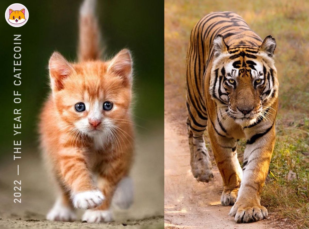 catecoin's tweet photo. 2022: 🐱
The Year of The Tiger 
The Year of CATECOIN
#catecoin #defi #nft #gaming https://t.co/A3cE3kC8hG