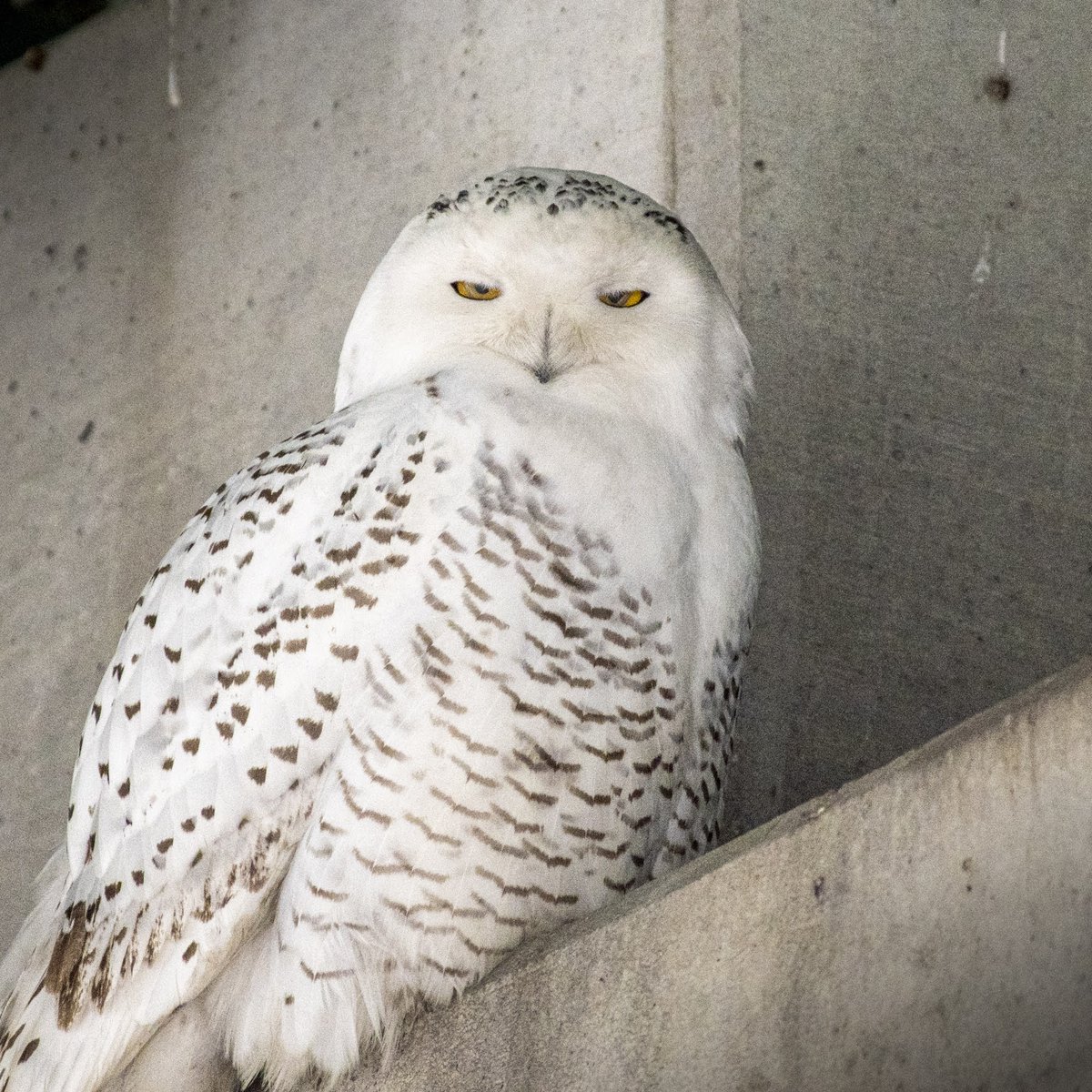 tcwilson1's tweet photo. #snowyowl in #Cincinnati @WCPO https://t.co/S2n2eb3pc4