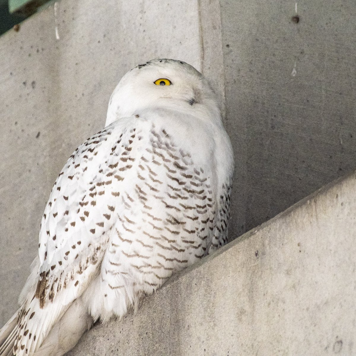 tcwilson1's tweet photo. #snowyowl in #Cincinnati @WCPO https://t.co/S2n2eb3pc4