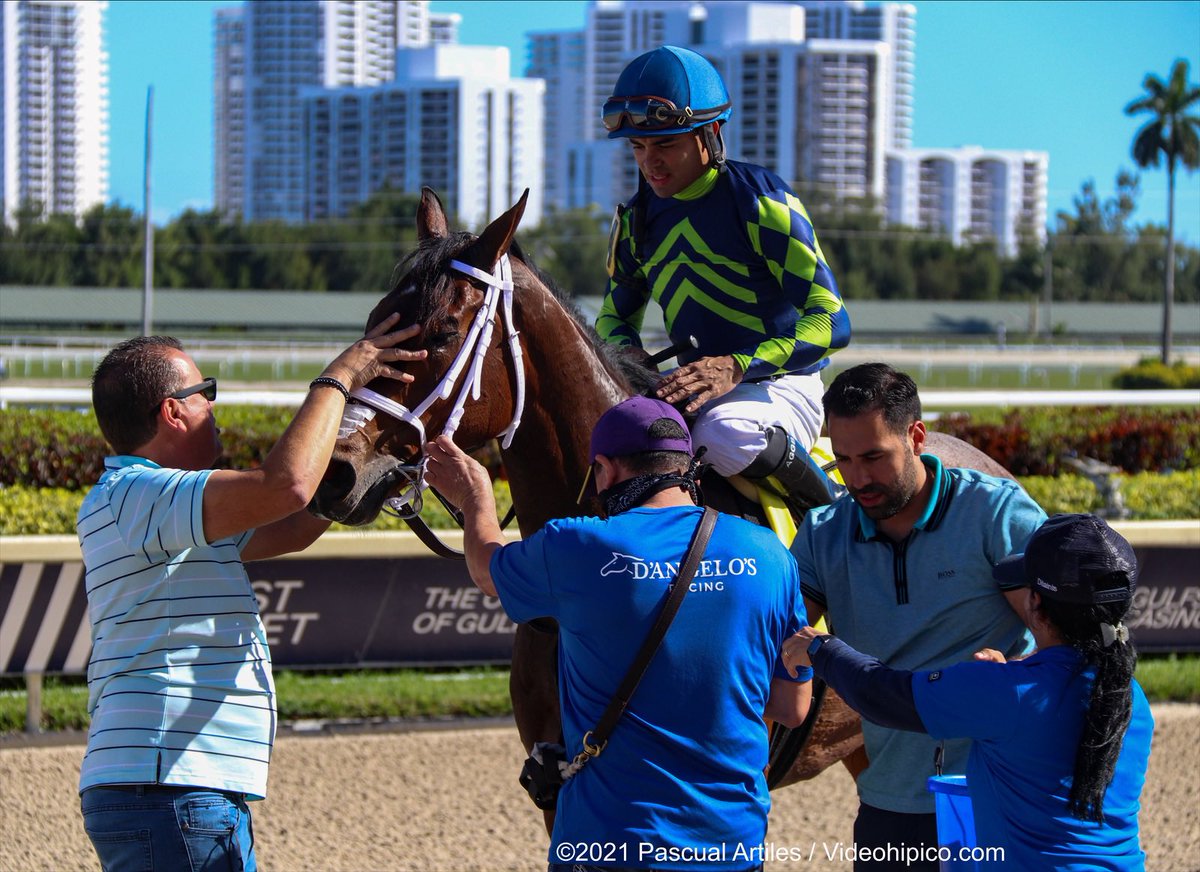 JFDAngelo's tweet photo. #29Dic Stuck On Kitten and @luissaezpty dominate race 3 for trainer @JFDAngelo at #GulfstreamPark 

Congrats to owners: @ProRacingStable Al Bianchi Racing @OnTheRiseAgain and Corms Racing Stable.

5️⃣th victory for José Francisco D’Angelo #ChampionshipMeet 

📸 @artilespascualf https://t.co/yt7nFa421a