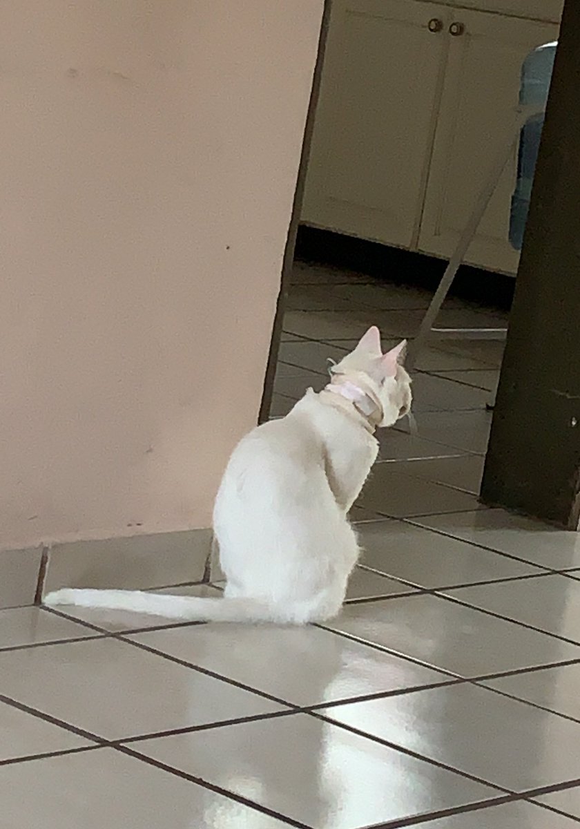 paupb27's tweet photo. Alch lo mejor de mi 2021 fue que mi gatita se curó y ya come solita (papilla pero come) 💖 https://t.co/gPP7YGG1ee