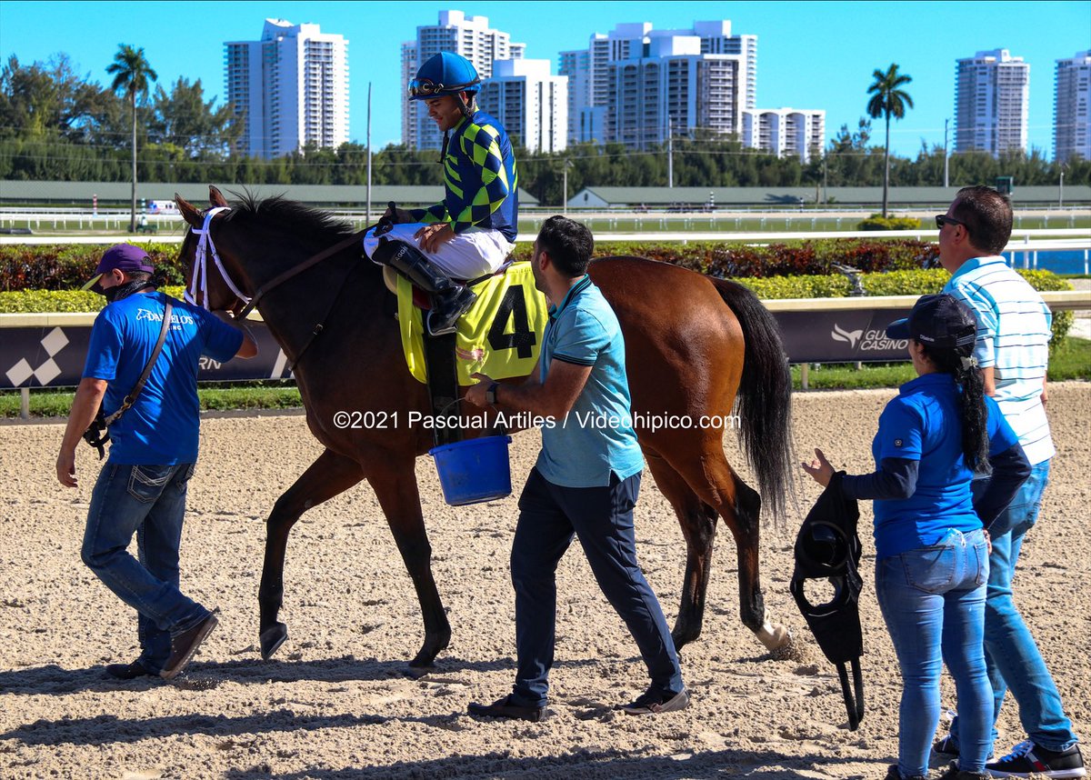 JFDAngelo's tweet photo. #29Dic Stuck On Kitten, ganó su primera carrera, guiada por @luissaezpty en #GulfstreamPark 

Felicitaciones a sus propietarios: @ProRacingStable Al Bianchi Racing @OnTheRiseAgain Corms Racing Stable.

Victoria 5️⃣ de José Francisco D’Angelo #ChampionshipMeet 

📸 @artilespascualf https://t.co/wML4q6nyTD