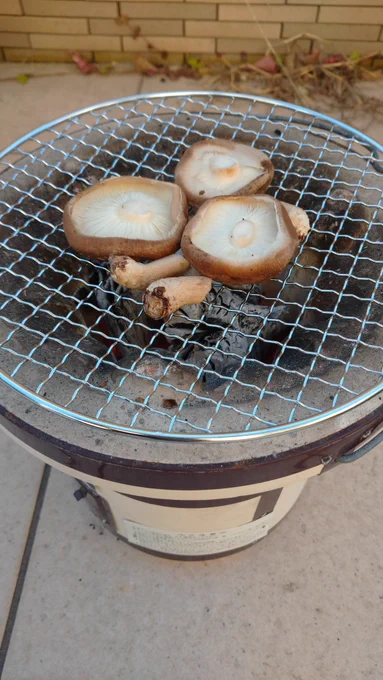 暇なんで椎茸焼く。 