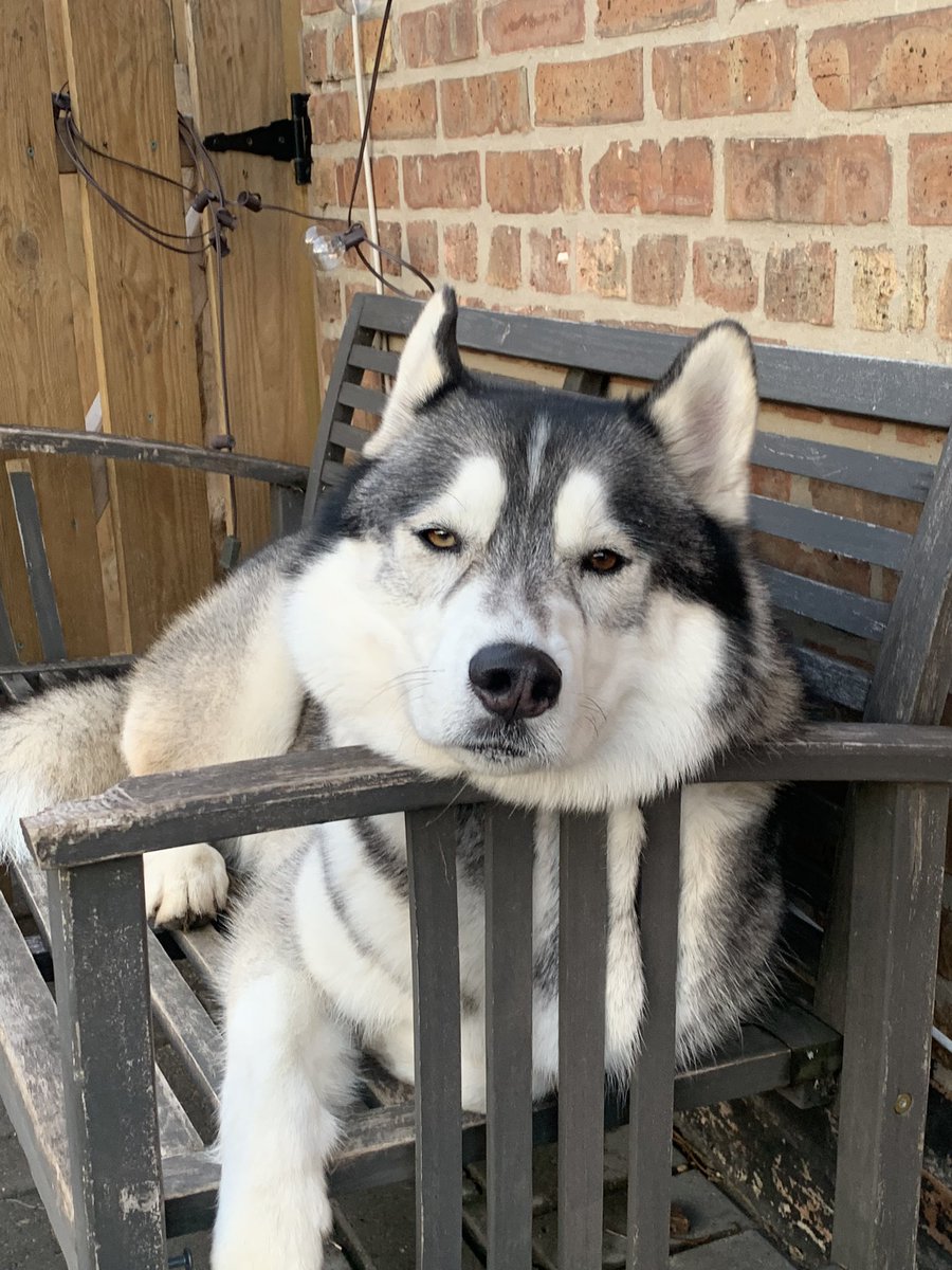 SilvsCamp's tweet photo. The love of my life ♥️ #Husky #Leo https://t.co/r4nPmhvJI0