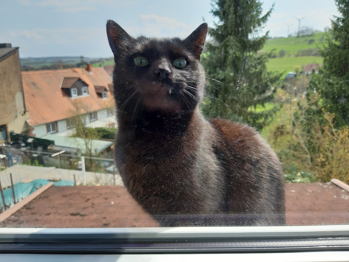 Fluffworlds's tweet image. 