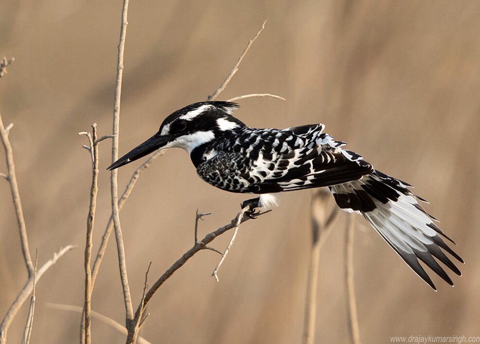 Pied Kingfisher, Bahrain.
#PiedKingfisher #Kingfisher #Wildlife #Bahrain