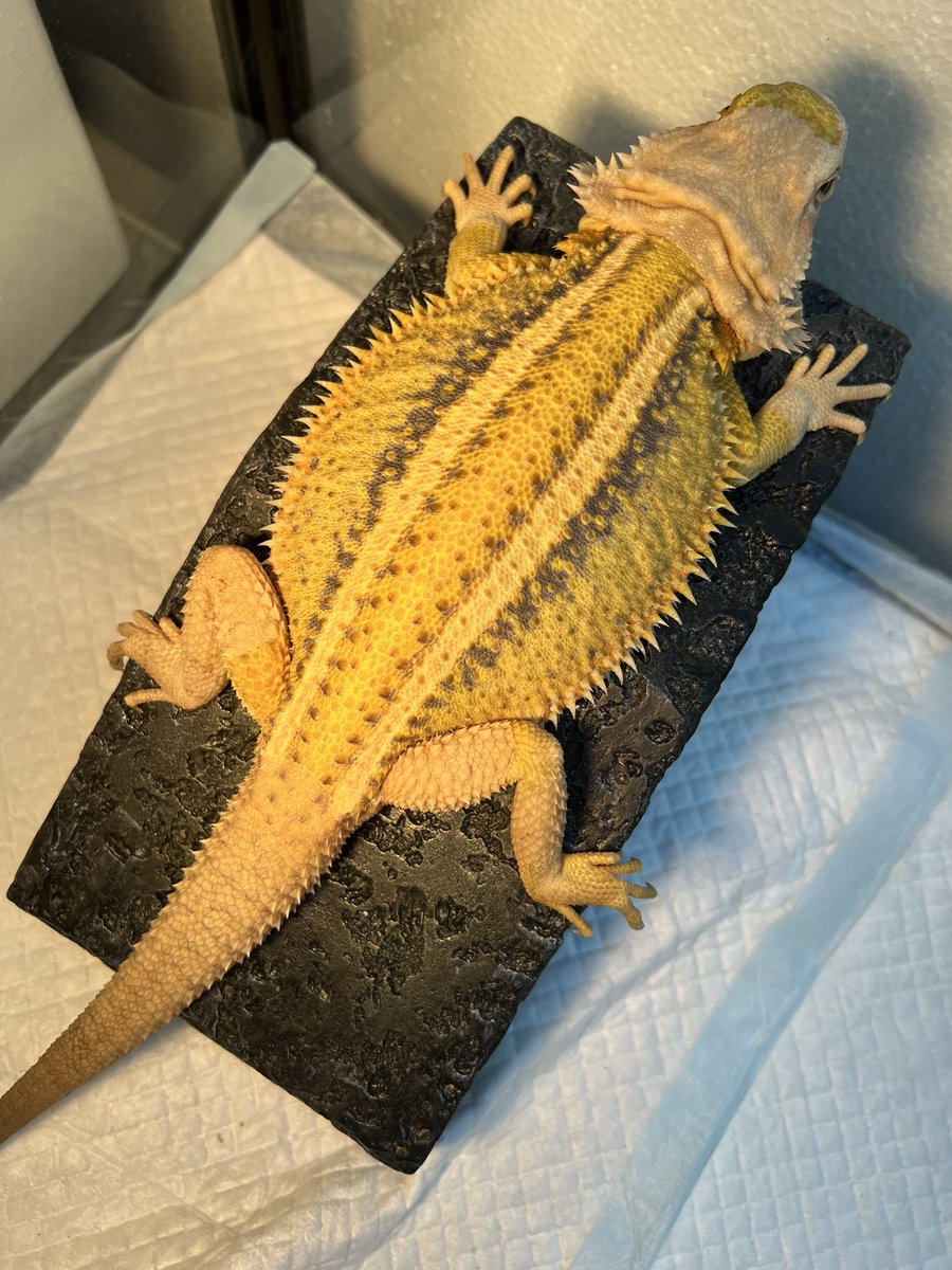 KEYフトアゴ (@Key202211) / Posts / X