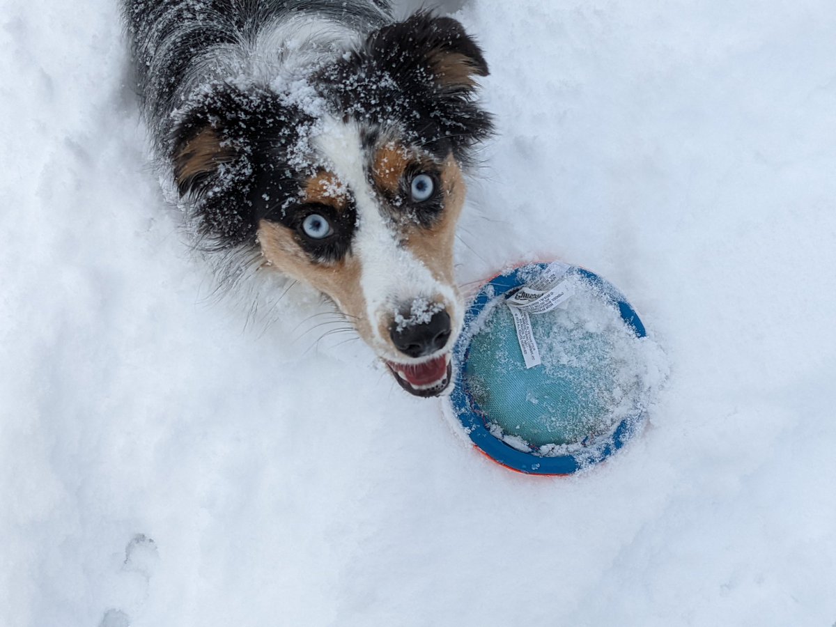 sideways's tweet photo. #snowpuppy https://t.co/oIziAZE59d
