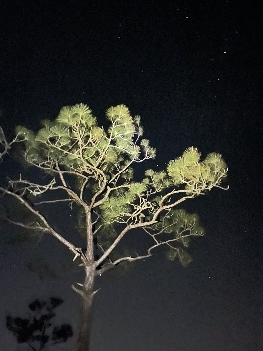 happythinkhour's tweet photo. Out at Myakka State Park tonight #florida #stars https://t.co/NEmC3Mmz8X