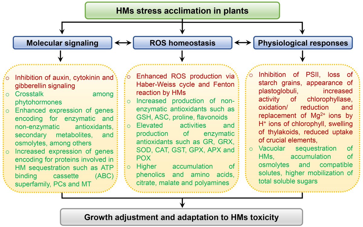Our New Publication, 'A Comprehensive Review on the Heavy Metal Toxicity and Sequestration in Plants'. mdpi.com/1425742 #mdpibiomolecules via @Biomol_MDPI