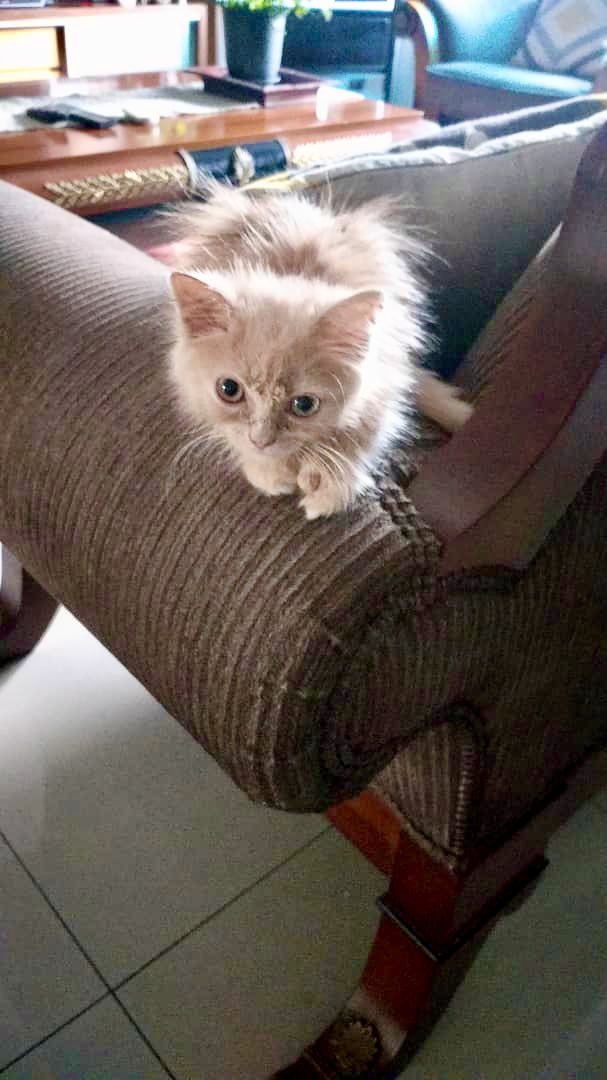 Fifitothekaka's tweet image. 